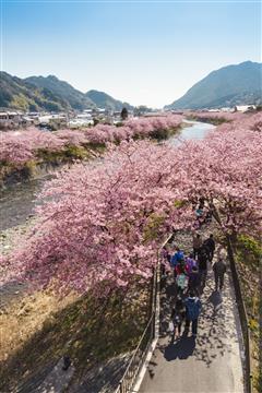 河津桜まつり(例年の見頃2月中旬〜3月上旬)提供：静岡県観光協会